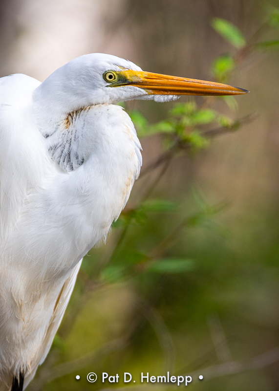 Egret