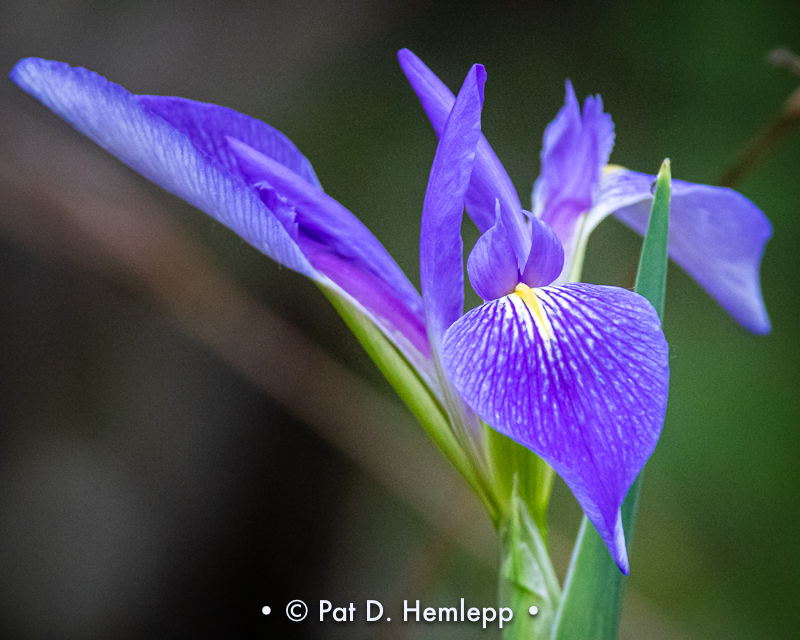 Iris in swamp