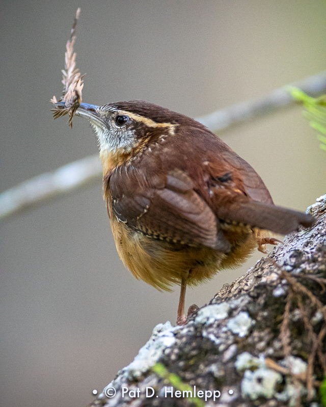 Twig for nest