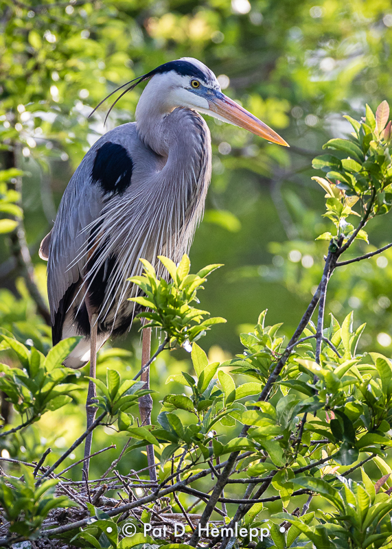 Standing in the nest