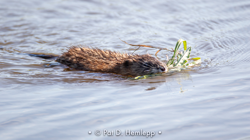 Muskrat working