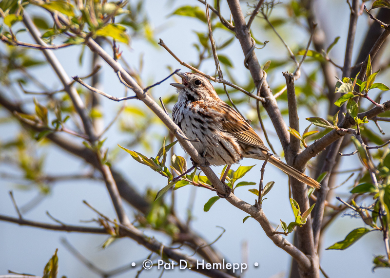 Song and branches