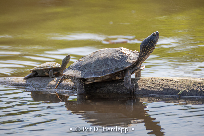 Turtles on log