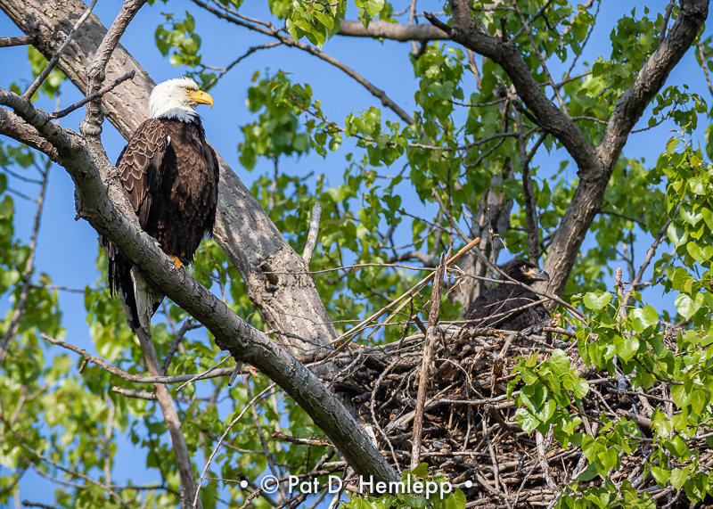 Watching the nest