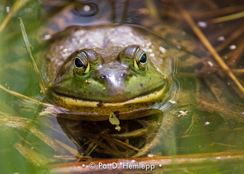 Frog eyes