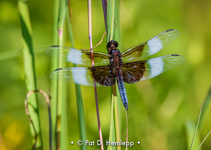 Dragonfly