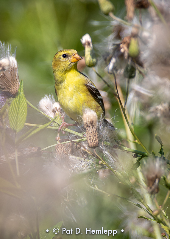 Finch buffet
