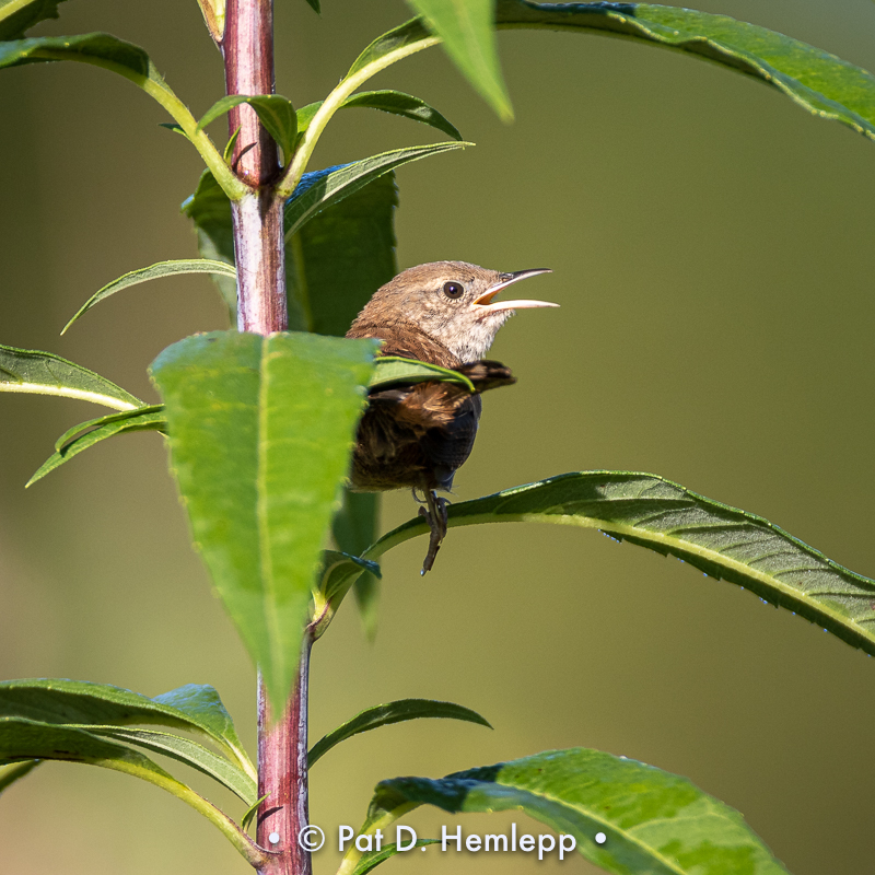 Wren in field