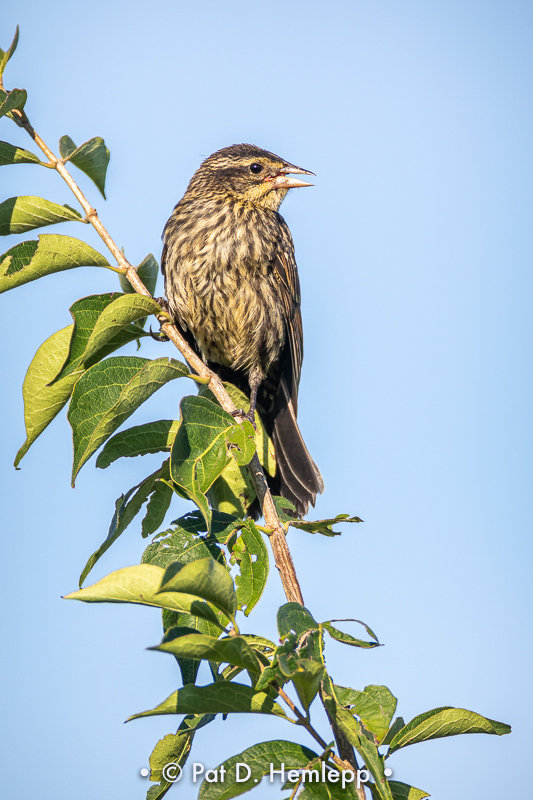 High perch