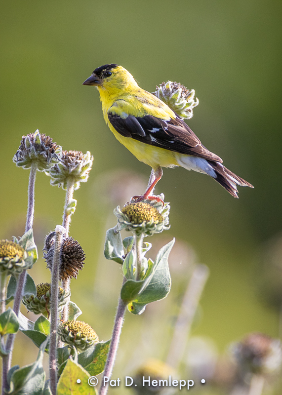 Backlit goldfinch