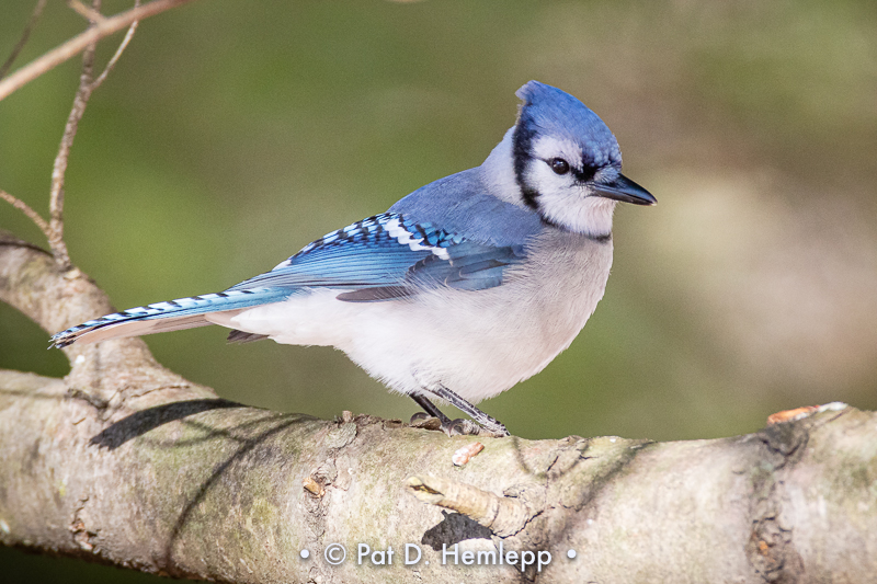 Jay on limb