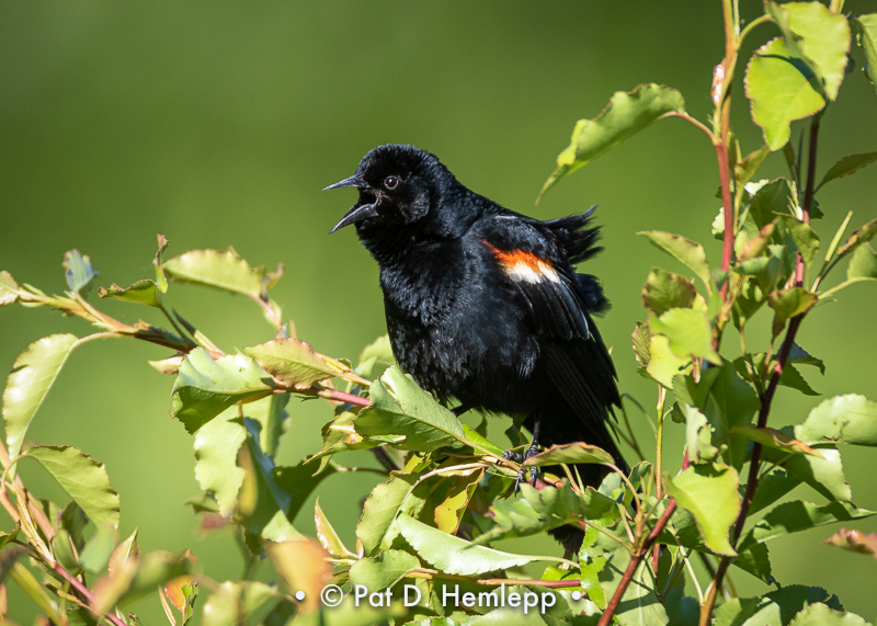 Blackbird calling