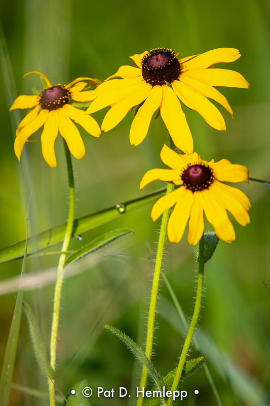 Coneflowers
