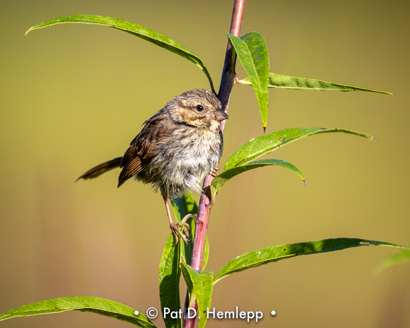 Young sparrow