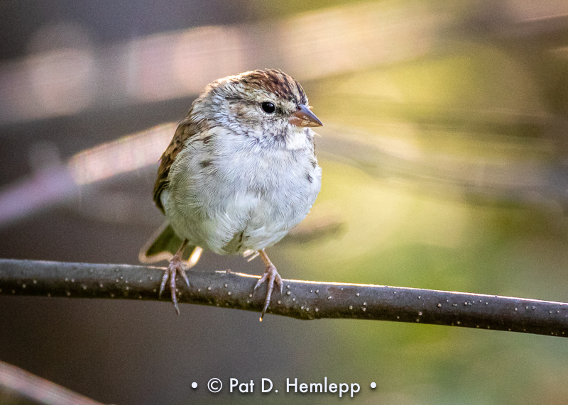At rest on limb