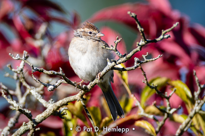 Chipping Sparrow