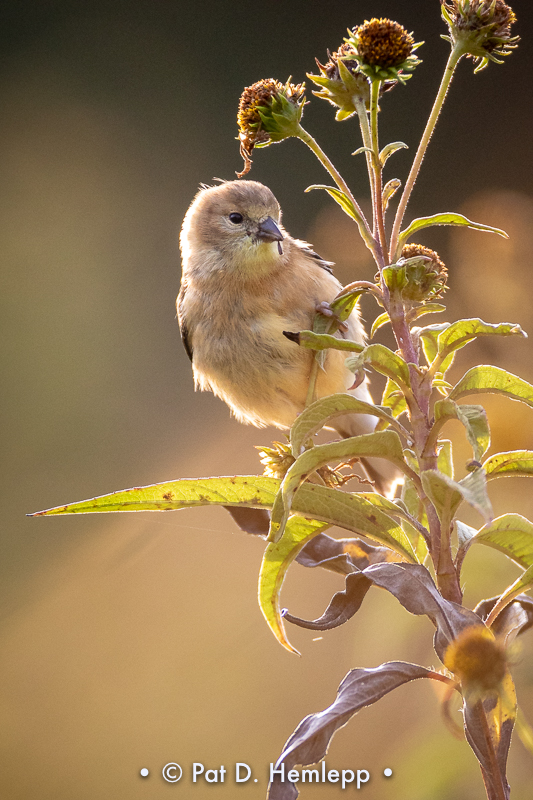 Goldfinch meal