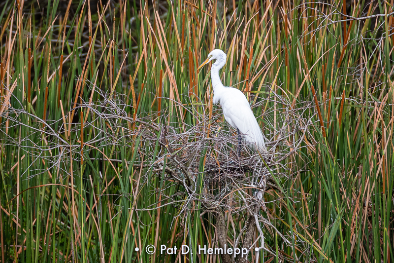 On its nest