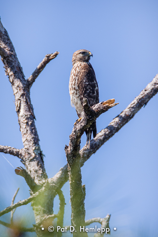 Young hawk