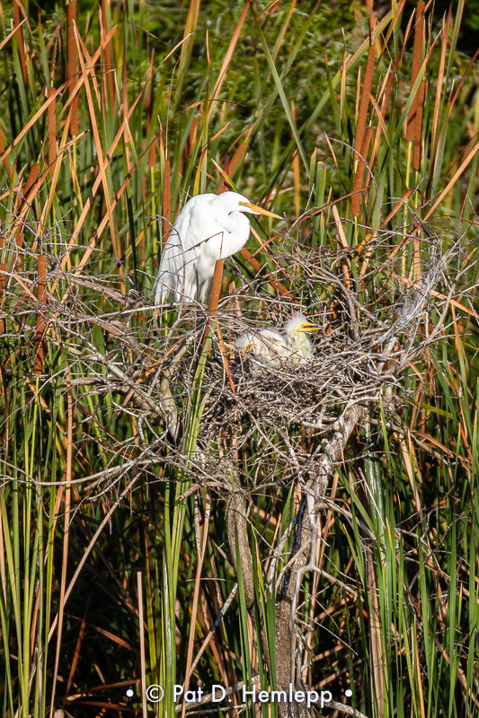 On the nest