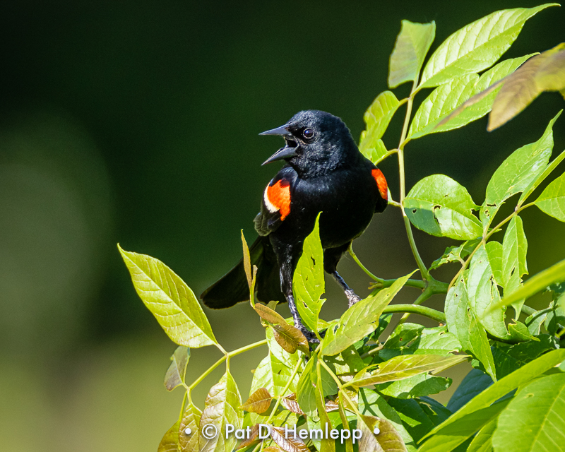Blackbird