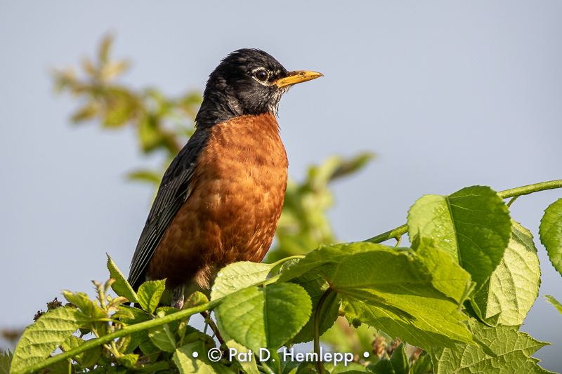 Robin at rest