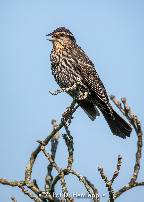 Female blackbird