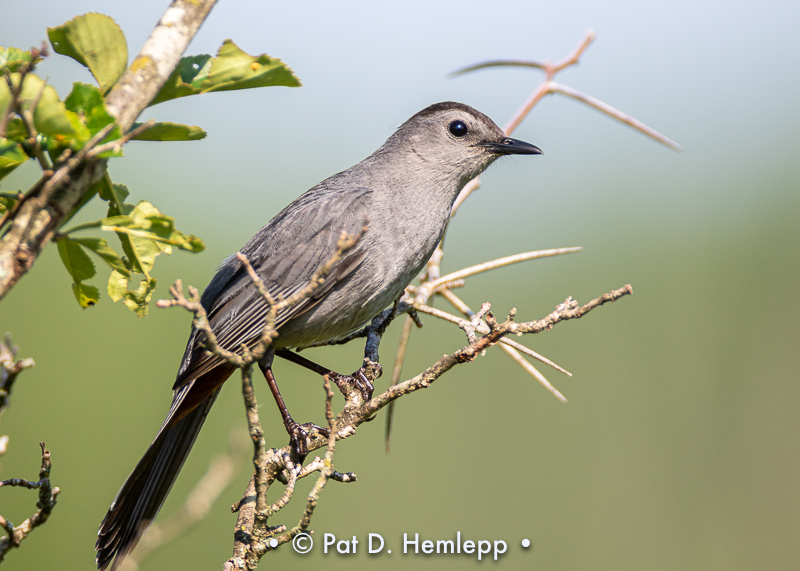 Resting catbird