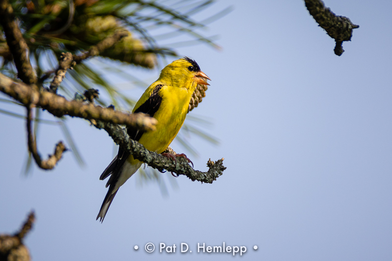 Finch in pine