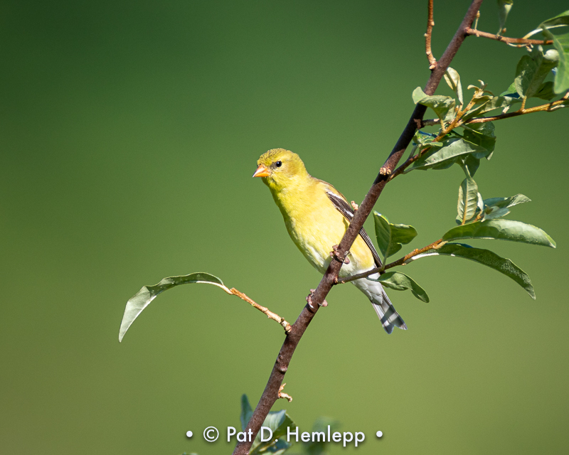 Yellow and green