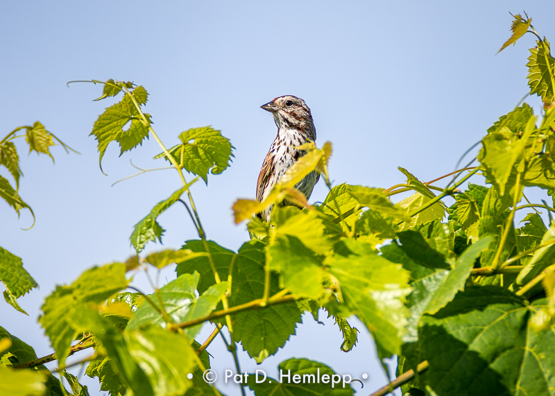 Quiet sparrow