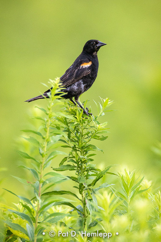 Male blackbird