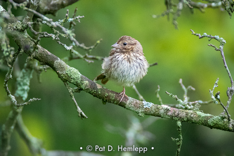 Young sparrow