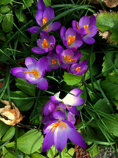 08 Crocus WRKB8146