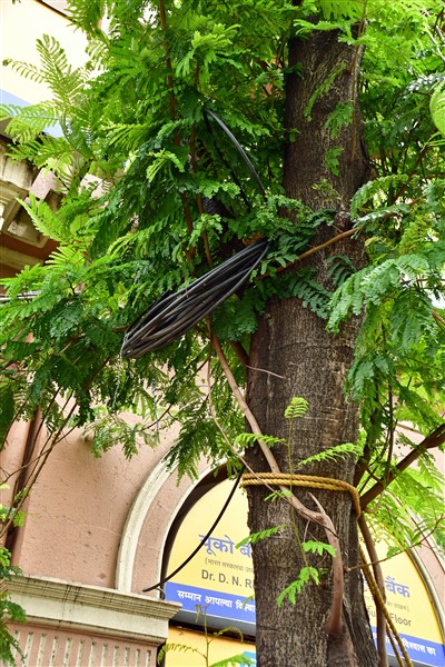 Multi-purpose tree - India_1_8052