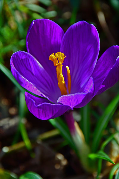 Crocus_9734