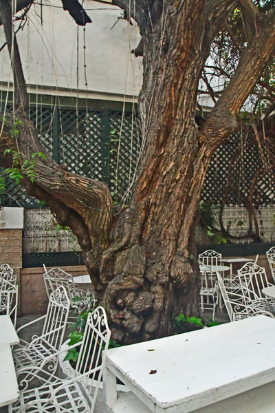 Al Mounia restaurant pepper tree in patio - Moroc 1567