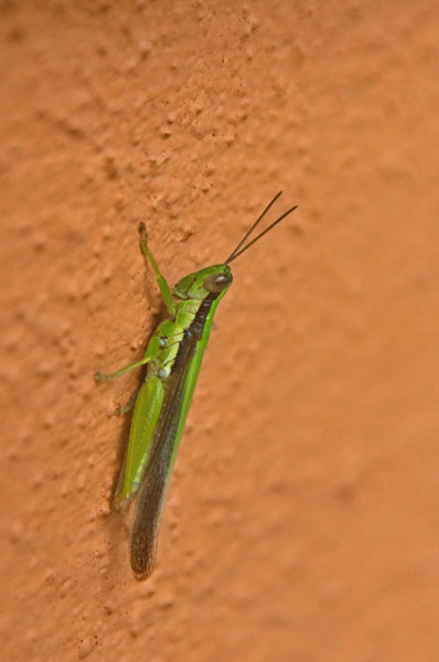 Welcoming committee: grasshopper on hotel wall- India 1 8307