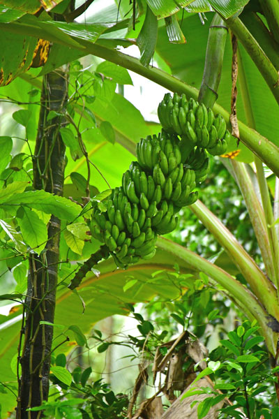 Bananas - India 1 8534