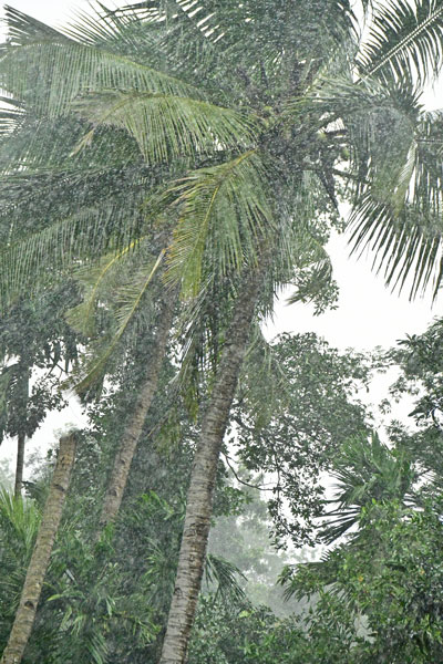 Rain - India 1 8551