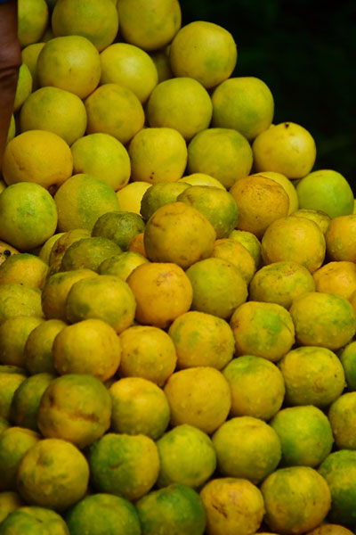 Citrus - India 1 8602