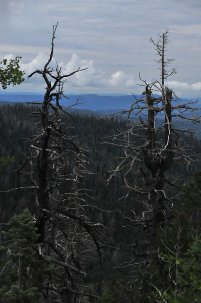 Drive up to Cedar Breaks Natl. Mon. - Utah15 7348
