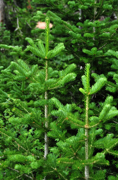 Spruce - Utah15 7415