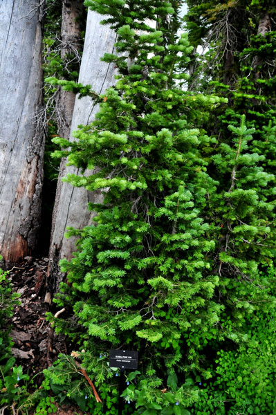 Subalpine fir - Utah15 7420