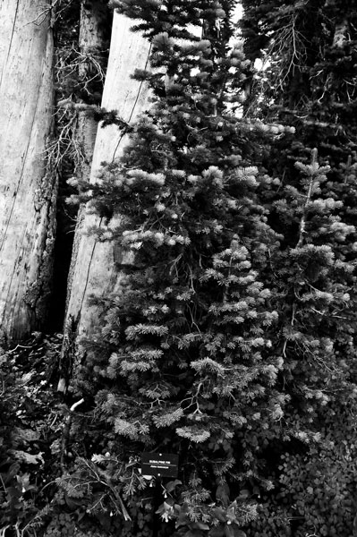 Subalpine fir - Utah15 7420bw
