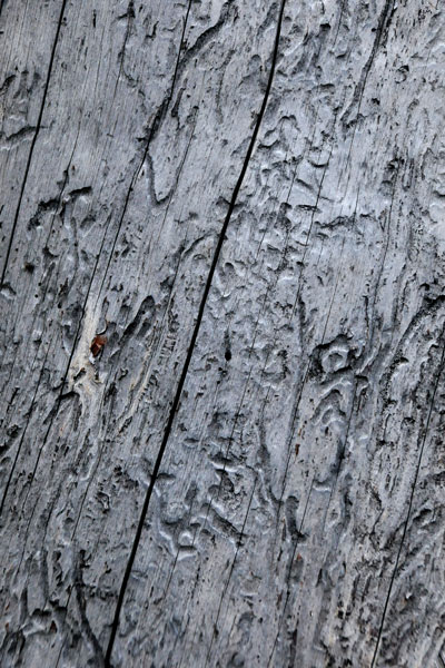 Beetle galleries in spruce - Utah15 7440