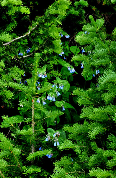 Wildflowers and conifers - Utah15 74572