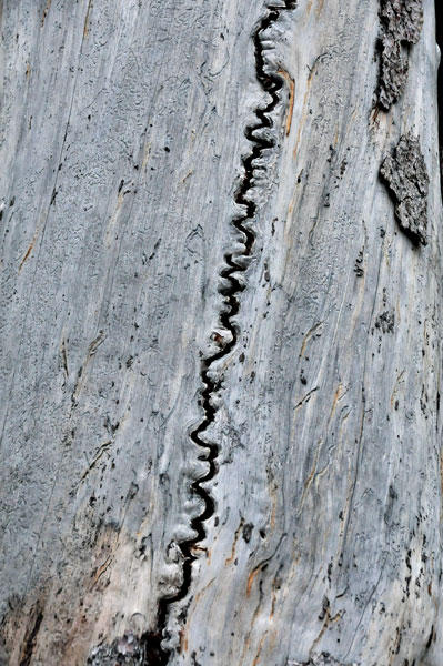 Spruce - Utah15 7459