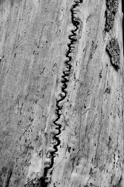 Spruce - Utah15 7459c2