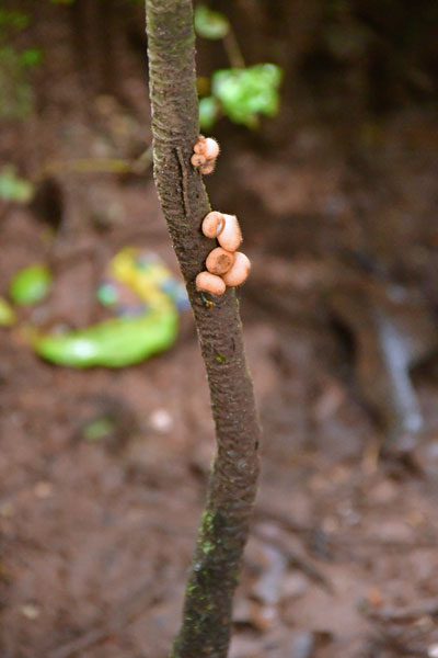 Fungus on sapling - India 1 8762